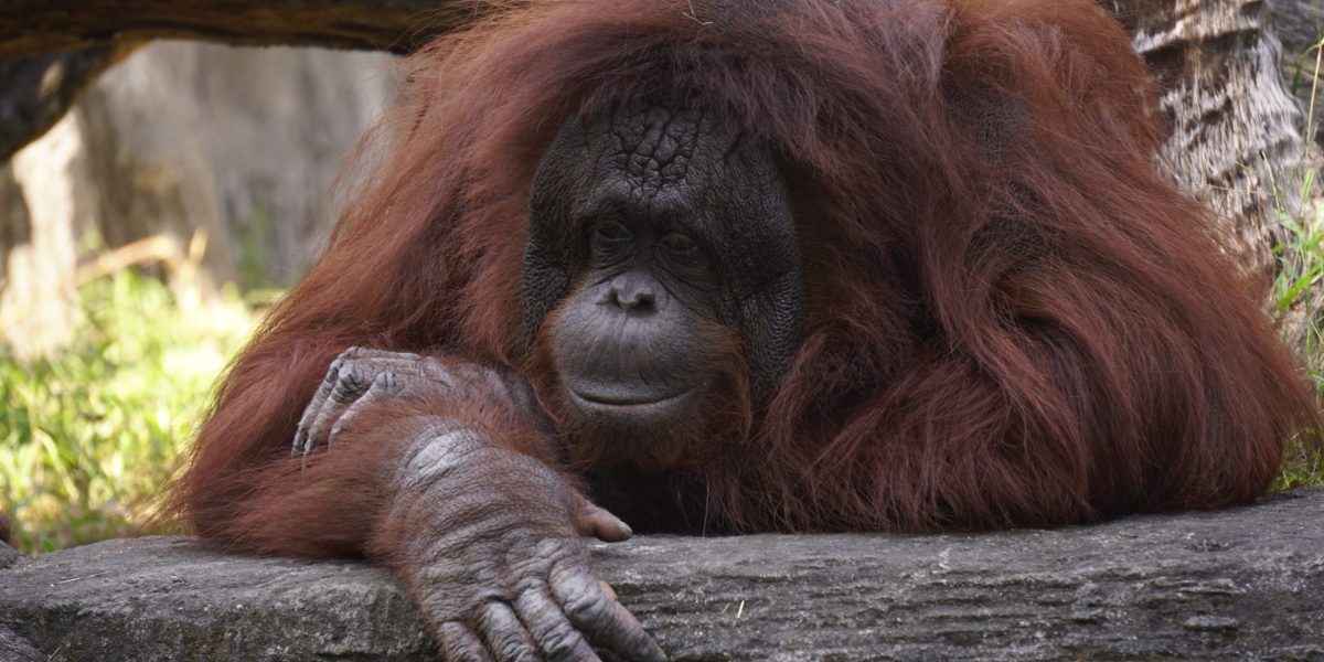 Orangután